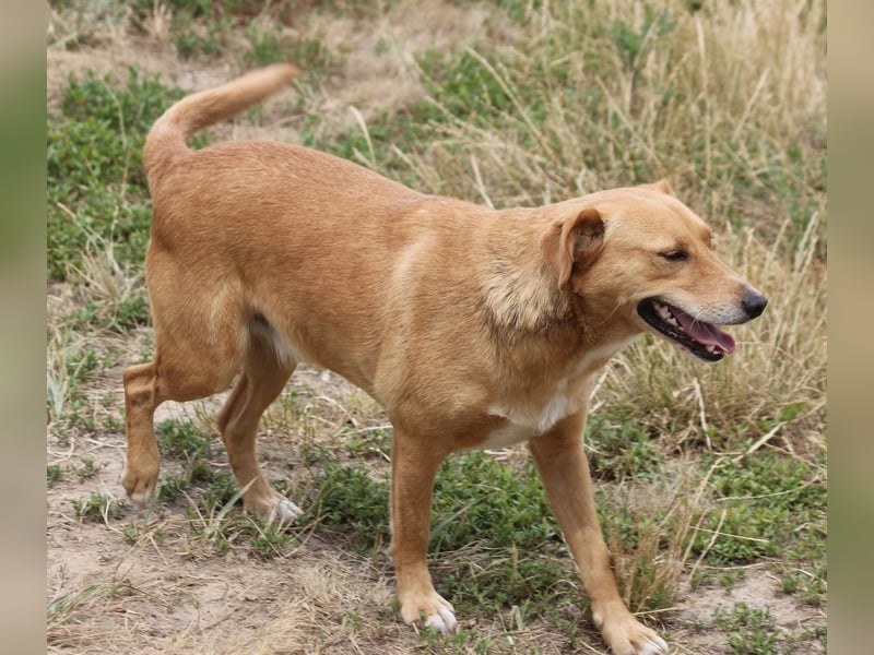 Udo 43 cm geb. 01/2021 wäre ein guter Familienhund Udo 43 cm geb. 01/2021 wäre ein guter Familienhund