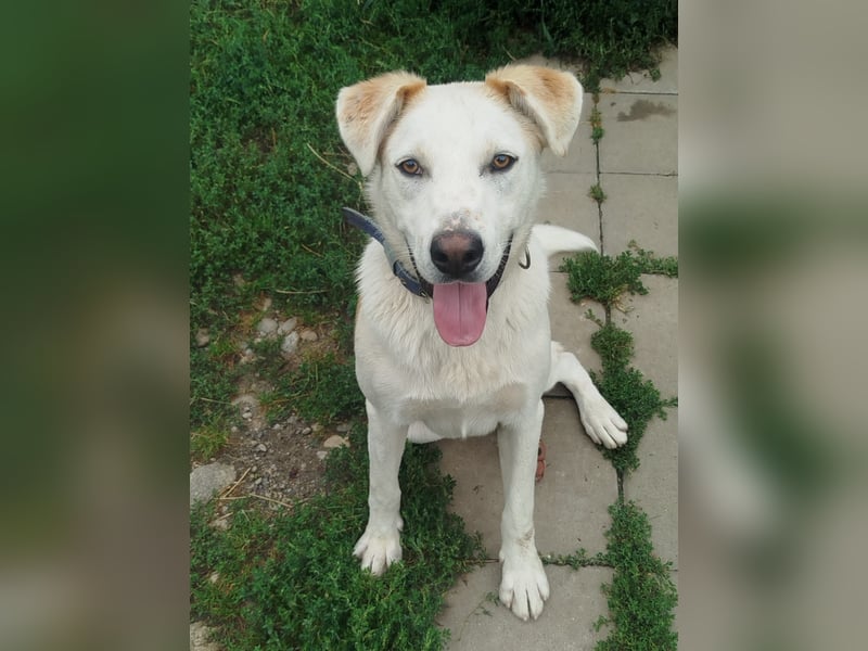 Gute Laune Junghund, ca. 1 Jahr, 50cm, Labrador ähnl. Mix,, kastrier