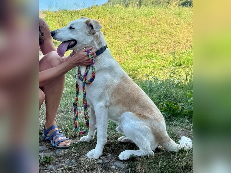 Gute Laune Junghund, ca. 1 Jahr, 50cm, Labrador ähnl. Mix,, kastrier