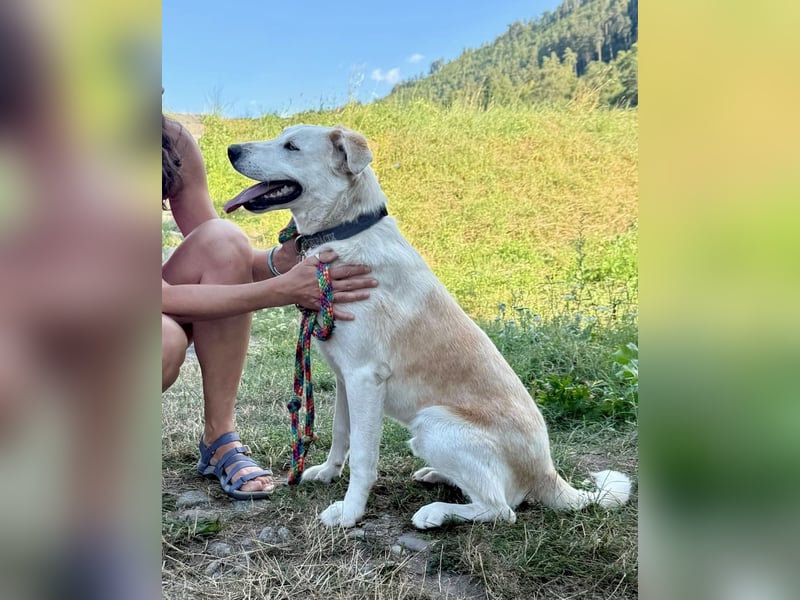Gute Laune Junghund, ca. 1 Jahr, 50cm, Labrador ähnl. Mix,, kastrier