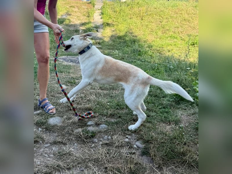 Gute Laune Junghund, ca. 1 Jahr, 50cm, Labrador ähnl. Mix,, kastrier