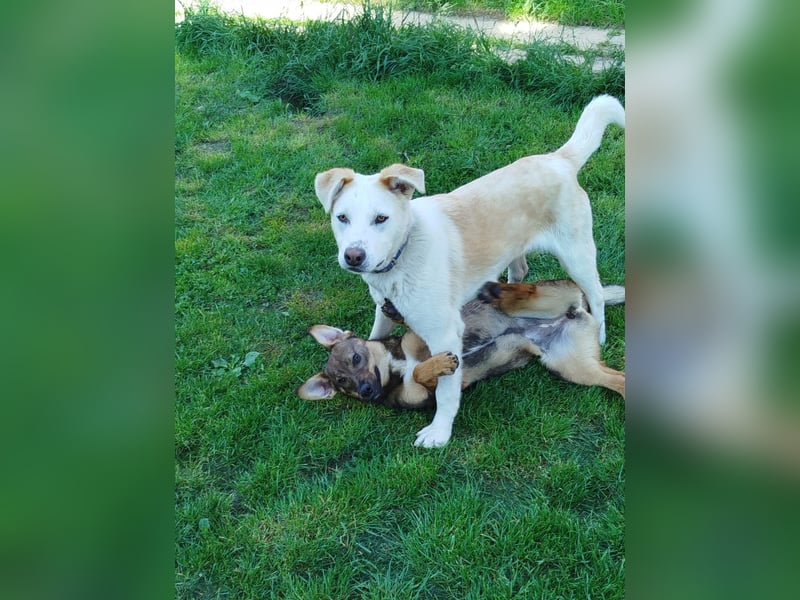 Gute Laune Junghund, ca. 1 Jahr, 50cm, Labrador ähnl. Mix,, kastrier