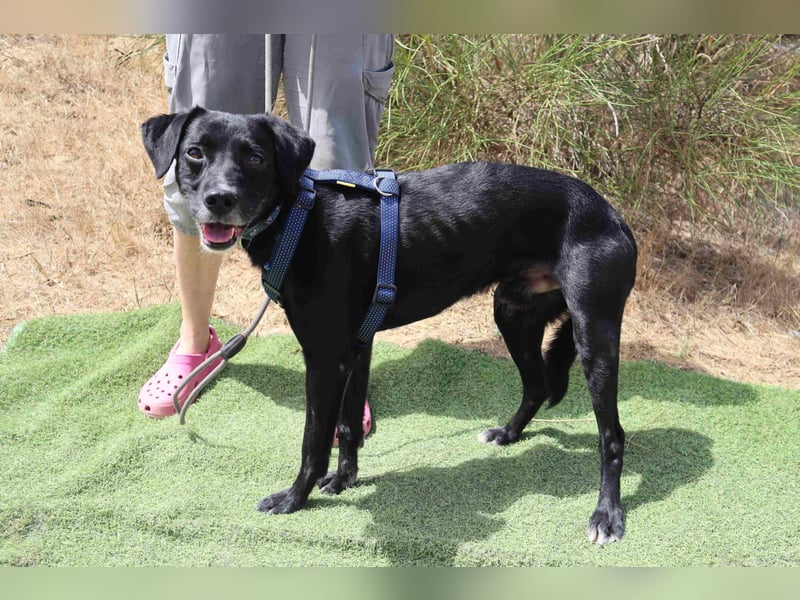 Zuhause gesucht für ▪️Pantera ▪️ Bobo ▪️- Cantinho da Milu