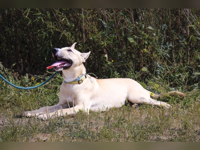 Junghunde: Elliot • Bono • Nisse • Moisés⚡️4 von ~650 Hunden in der Cantinho da Milu⚡️