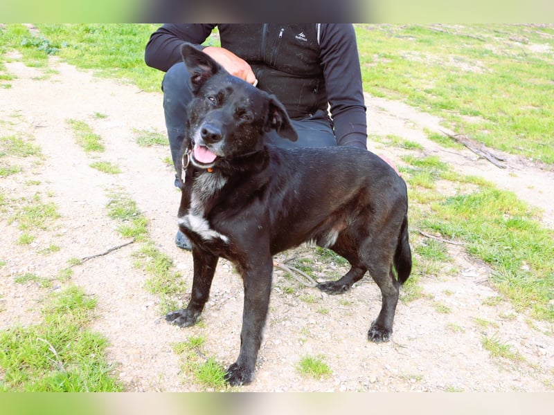 Typisch LABBI ♦️PANTERA♦️ in der Cantinho da Milu ⏳ 2/25