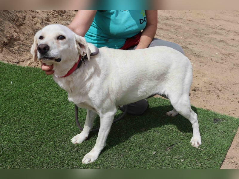 Zuhause gesucht für die lieben Hündinnen: BLANCHE ❤️ NIKA - Cantinho da Milu