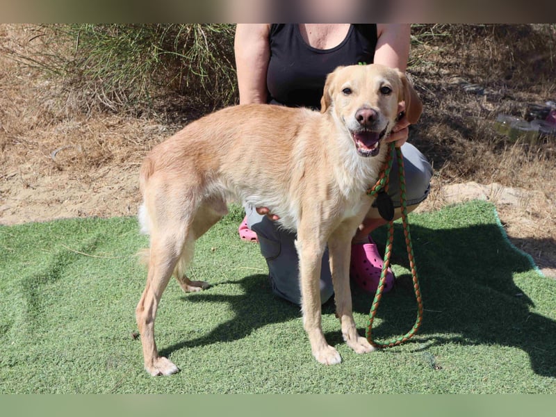 Zuhause gesucht für die lieben Rüden *MILES + COLIN* - Cantinho da Milu