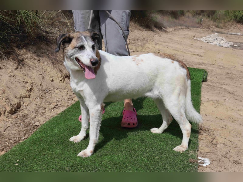 Zuhause gesucht für die lieben Hündinnen: BLANCHE ❤️ NIKA - Cantinho da Milu