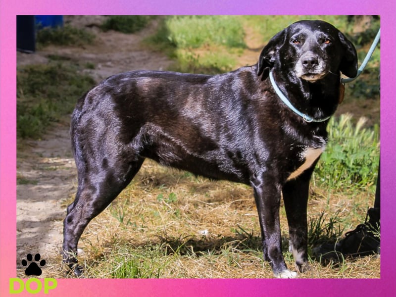 ♦️ Für Antoniette wird ein Zuhause oder eine Pflegestelle gesucht ♦️