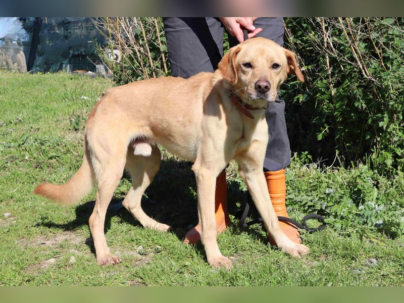 Ein wunderschöner Labrador ♦️ JUNGHUND KAMILO ♦️