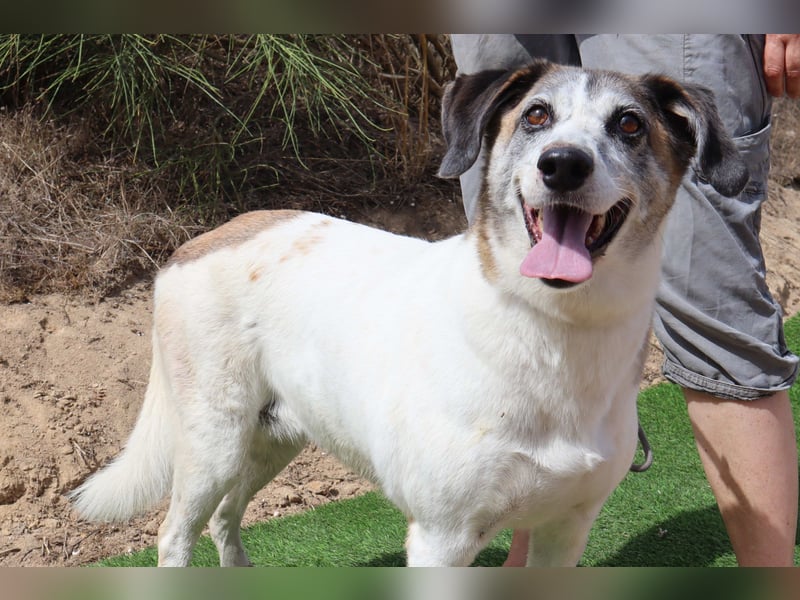 Zuhause gesucht für die lieben Hündinnen: BLANCHE ❤️ NIKA - Cantinho da Milu