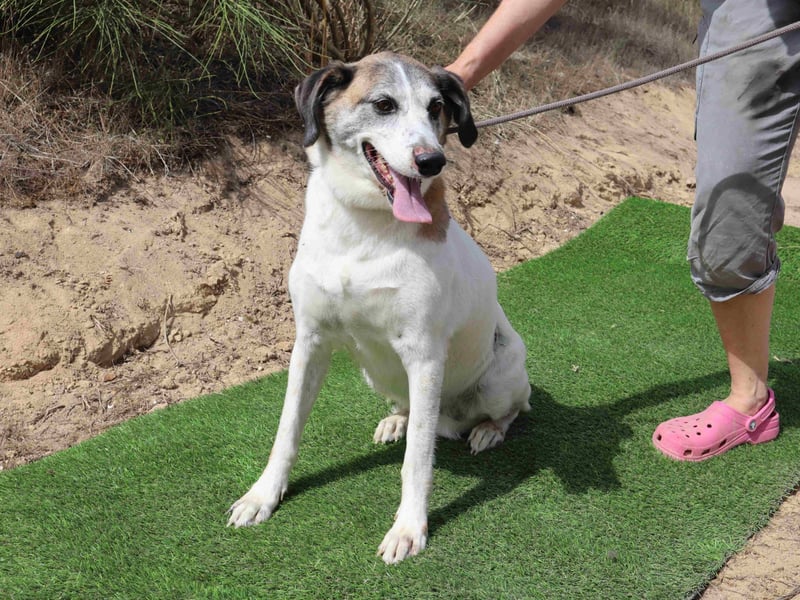 Zuhause gesucht für die lieben Hündinnen: BLANCHE ❤️ NIKA - Cantinho da Milu