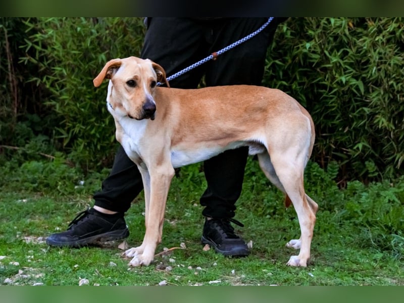 ♦️Labbi ERIK♦️ Zuhause oder Pflegestelle gesucht !