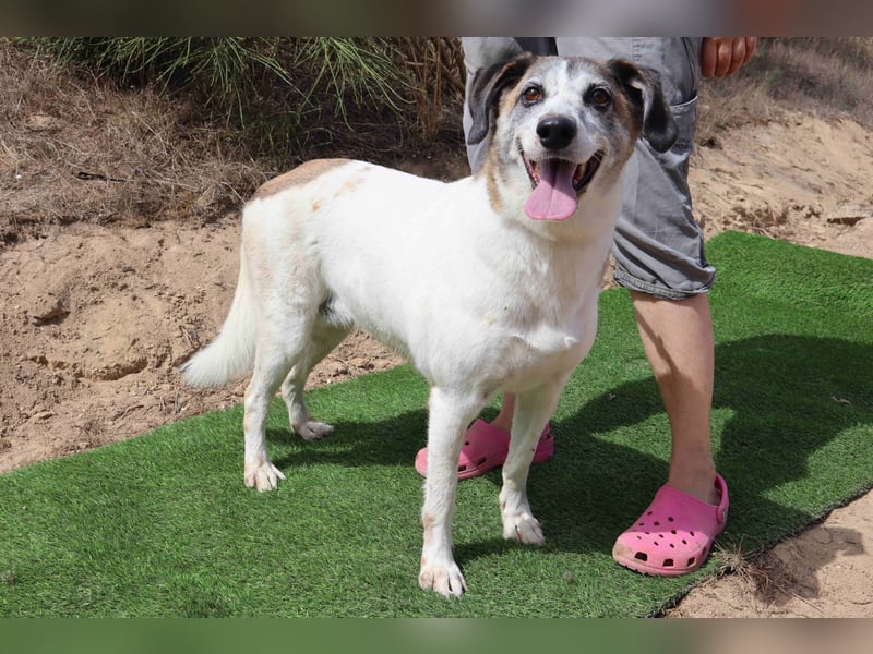 Zuhause gesucht für die lieben Hündinnen: BLANCHE ❤️ NIKA - Cantinho da Milu