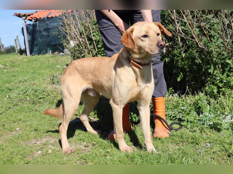 Ein wunderschöner Labrador ♦️ JUNGHUND KAMILO ♦️