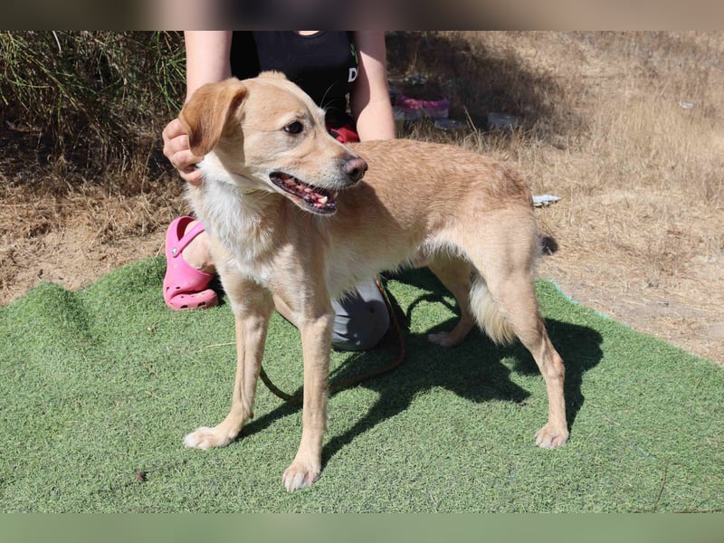 Zuhause gesucht für die lieben Rüden *MILES + COLIN* - Cantinho da Milu