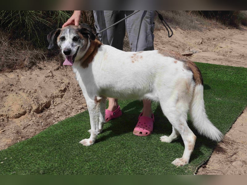 Zuhause gesucht für die lieben Hündinnen: BLANCHE ❤️ NIKA - Cantinho da Milu