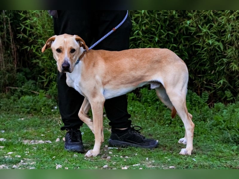 ♦️Labbi ERIK♦️ Zuhause oder Pflegestelle gesucht !