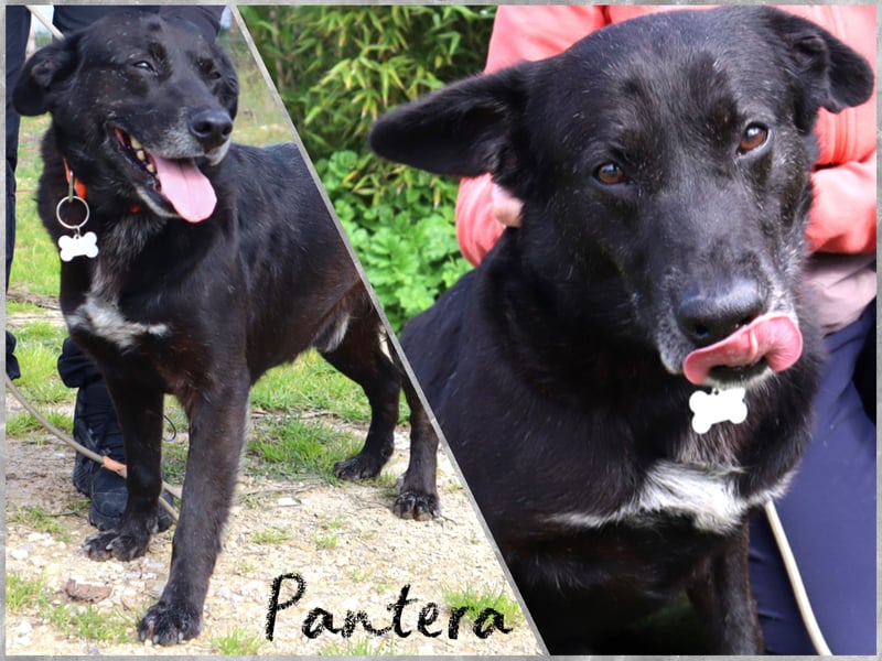 Typisch LABBI ♦️PANTERA♦️ in der Cantinho da Milu ⏳ 2/25