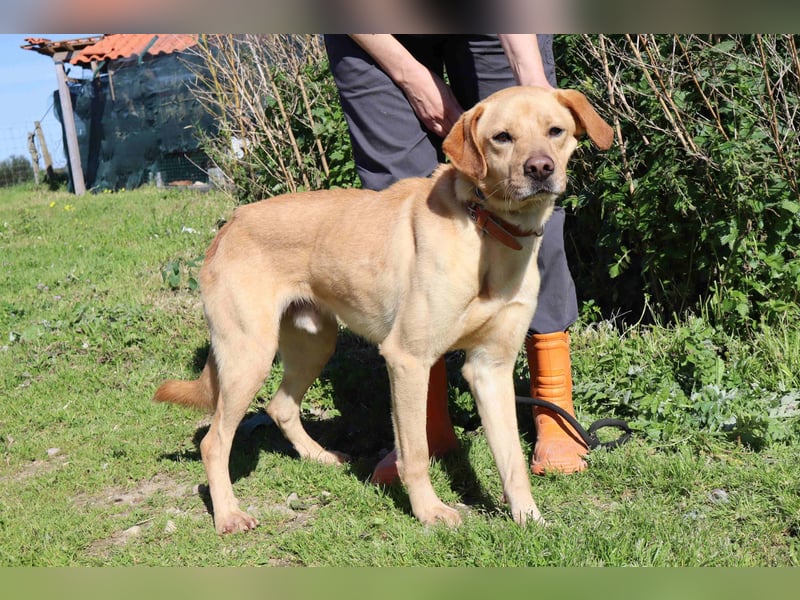 Ein wunderschöner Labrador ♦️ JUNGHUND KAMILO ♦️