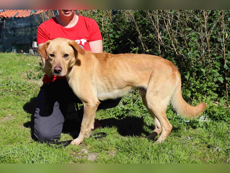 Ein wunderschöner Labrador ♦️ JUNGHUND KAMILO ♦️