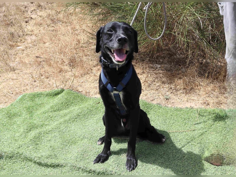 Zuhause gesucht für ▪️Pantera ▪️ Bobo ▪️- Cantinho da Milu