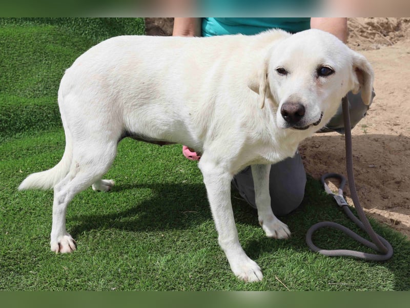 Zuhause gesucht für die lieben Hündinnen: BLANCHE ❤️ NIKA - Cantinho da Milu