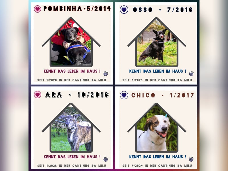 ♦️Seniorin Pombinha♦️ hat ihr Zuhause verloren…
