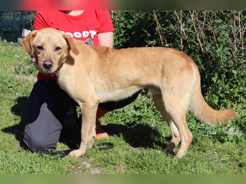 Ein wunderschöner Labrador ♦️ JUNGHUND KAMILO ♦️
