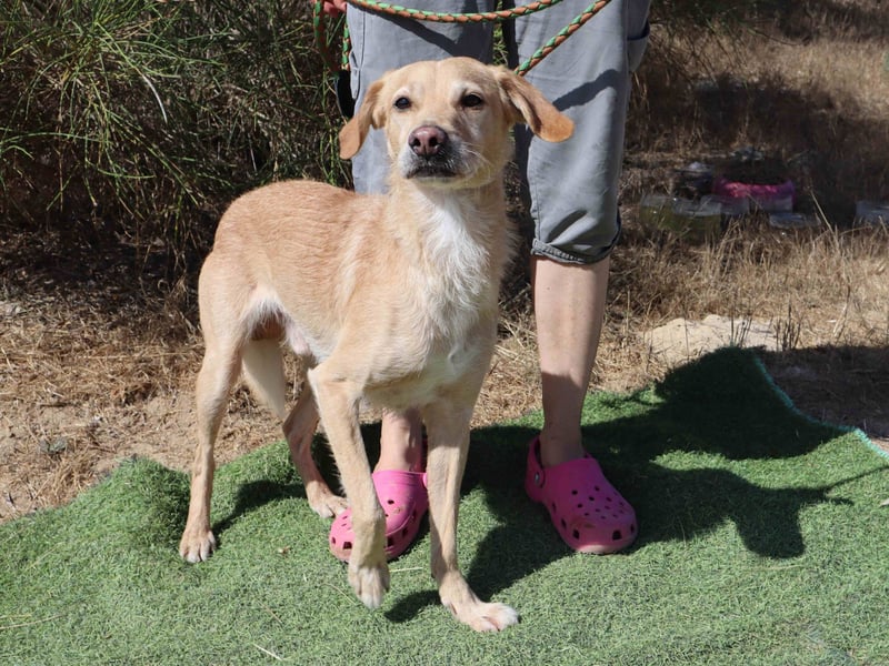Zuhause gesucht für die lieben Rüden *MILES + COLIN* - Cantinho da Milu