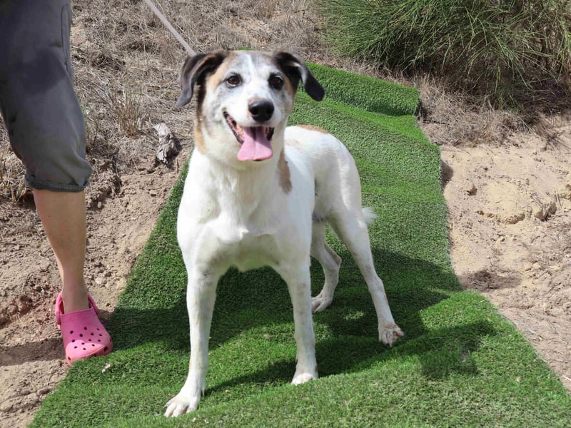 Zuhause gesucht für die lieben Hündinnen: BLANCHE ❤️ NIKA - Cantinho da Milu