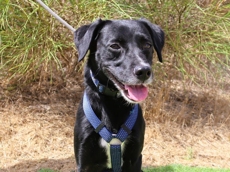 Zuhause gesucht für ▪️Pantera ▪️ Bobo ▪️- Cantinho da Milu