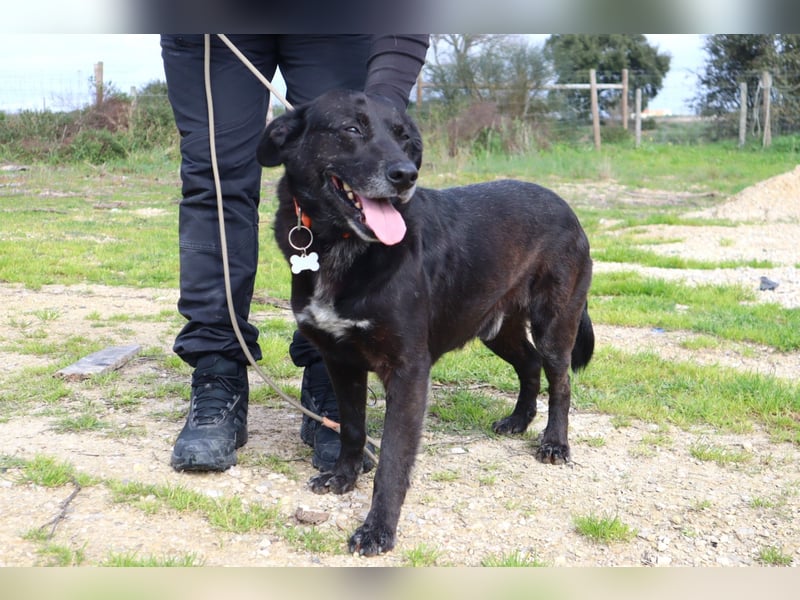 Typisch LABBI ♦️PANTERA♦️ in der Cantinho da Milu ⏳ 2/25