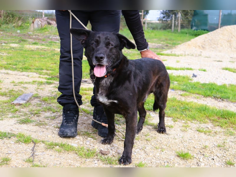 Typisch LABBI ♦️PANTERA♦️ in der Cantinho da Milu ⏳ 2/25