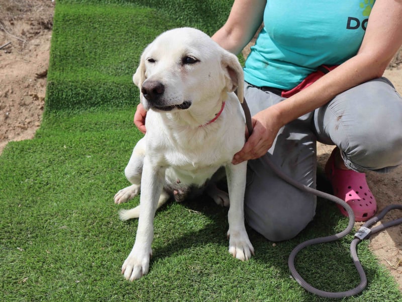 Zuhause gesucht für die lieben Hündinnen: BLANCHE ❤️ NIKA - Cantinho da Milu