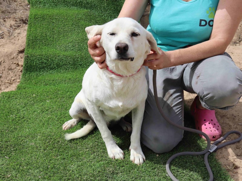 Zuhause gesucht für die lieben Hündinnen: BLANCHE ❤️ NIKA - Cantinho da Milu