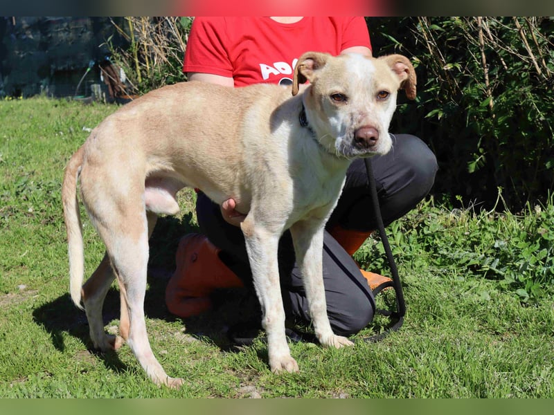 Zuhause gesucht für die lieben Rüden *MILES + COLIN* - Cantinho da Milu