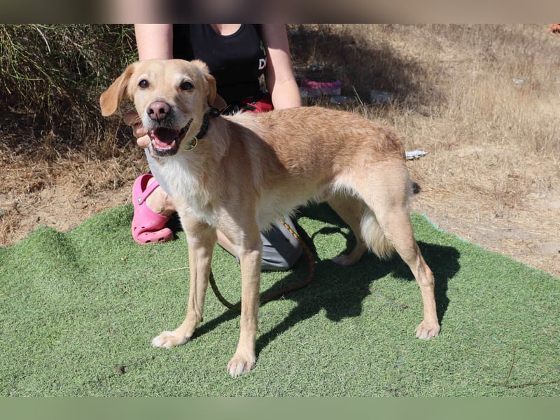 Zuhause gesucht für die lieben Rüden *MILES + COLIN* - Cantinho da Milu