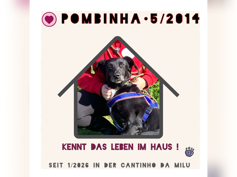 ♦️Seniorin Pombinha♦️ hat ihr Zuhause verloren…