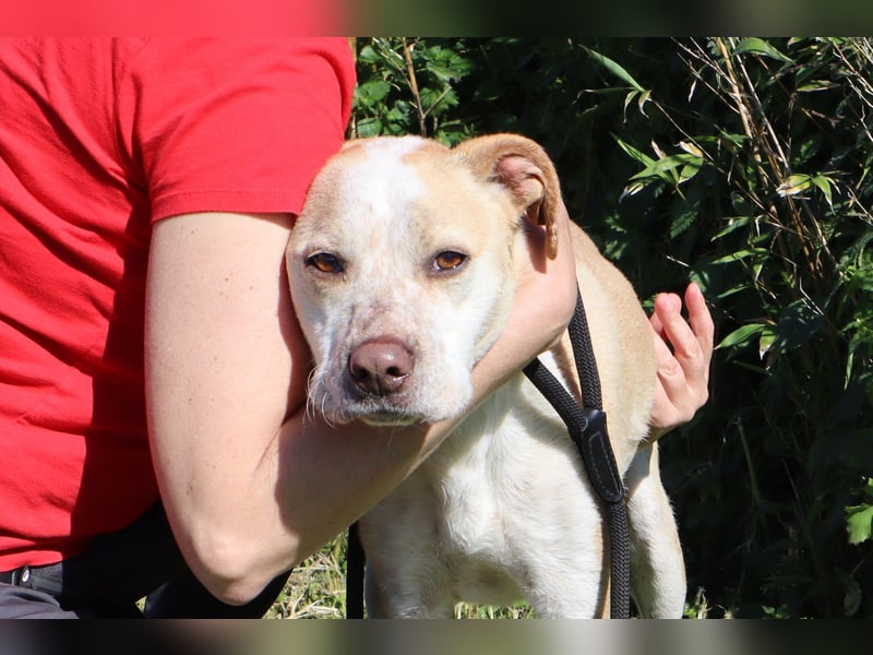 Zuhause gesucht für die lieben Rüden *MILES + COLIN* - Cantinho da Milu