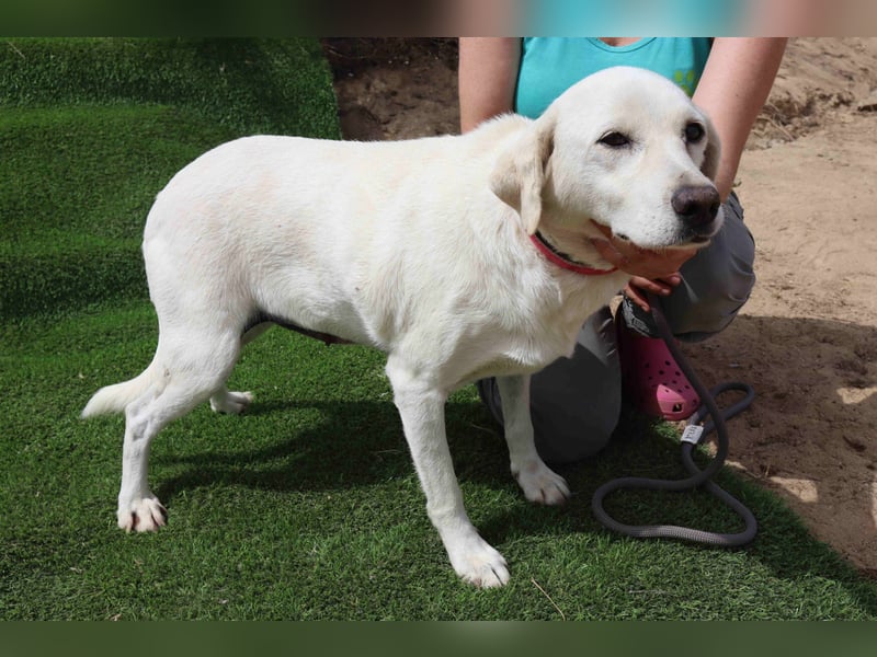 Zuhause gesucht für die lieben Hündinnen: BLANCHE ❤️ NIKA - Cantinho da Milu