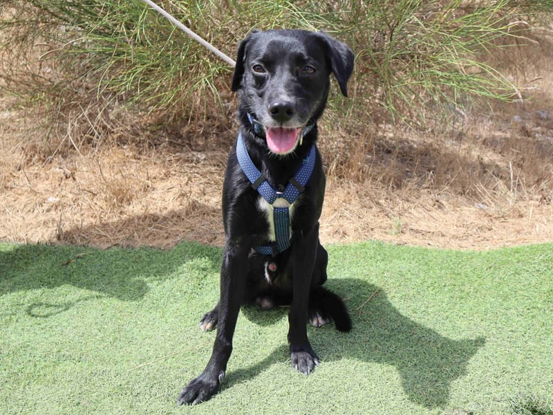 Zuhause gesucht für ▪️Pantera ▪️ Bobo ▪️- Cantinho da Milu