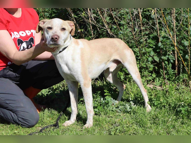 Zuhause gesucht für die lieben Rüden *MILES + COLIN* - Cantinho da Milu