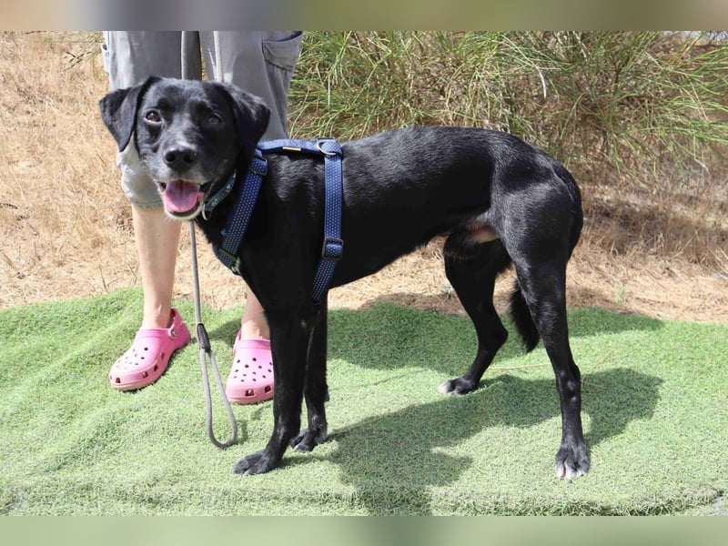 Zuhause gesucht für ▪️Pantera ▪️ Bobo ▪️- Cantinho da Milu