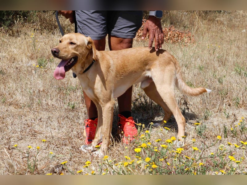 Junghunde: Elliot • Bono • Nisse • Moisés⚡️4 von ~650 Hunden in der Cantinho da Milu⚡️