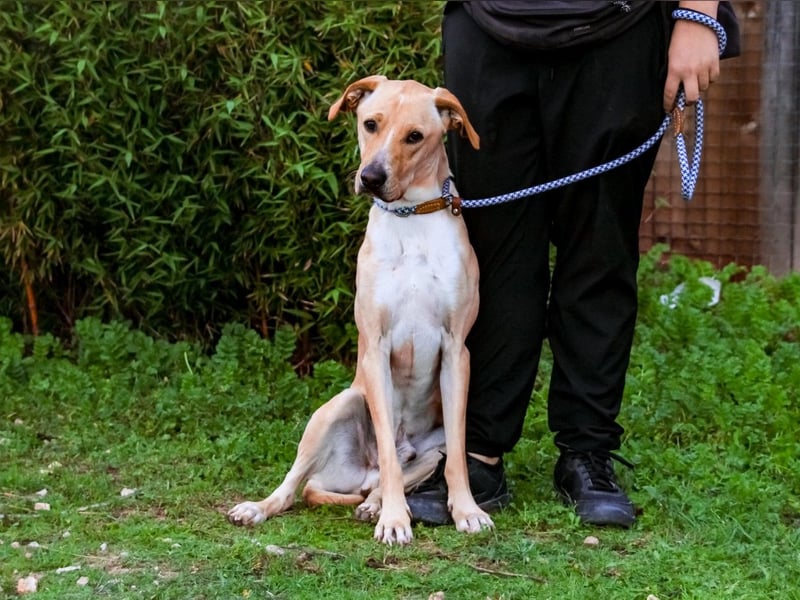 ♦️Labbi ERIK♦️ Zuhause oder Pflegestelle gesucht !