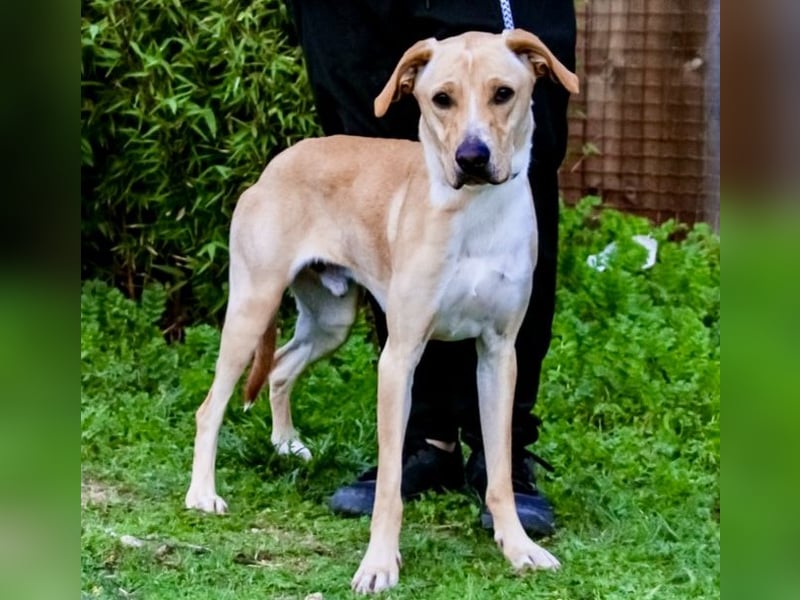 ♦️Labbi ERIK♦️ Zuhause oder Pflegestelle gesucht !