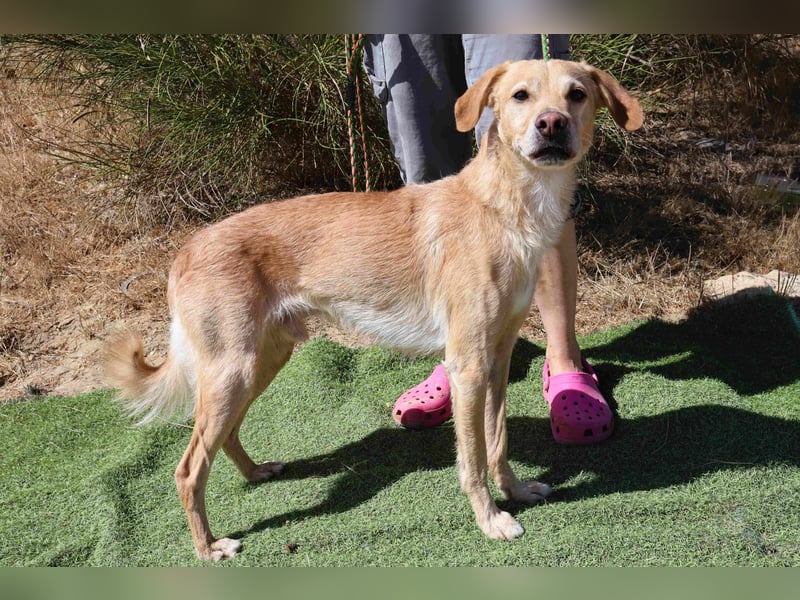 Zuhause gesucht für die lieben Rüden *MILES + COLIN* - Cantinho da Milu