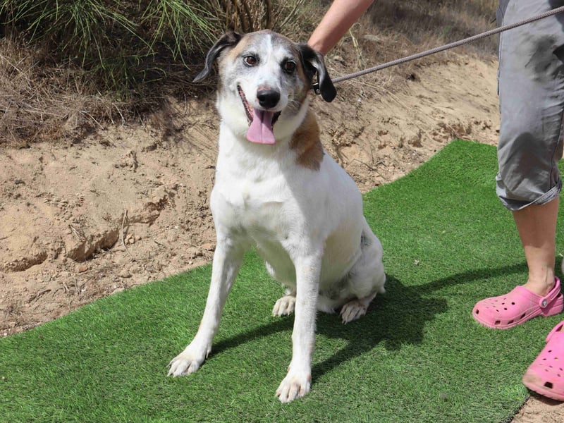 Zuhause gesucht für die lieben Hündinnen: BLANCHE ❤️ NIKA - Cantinho da Milu