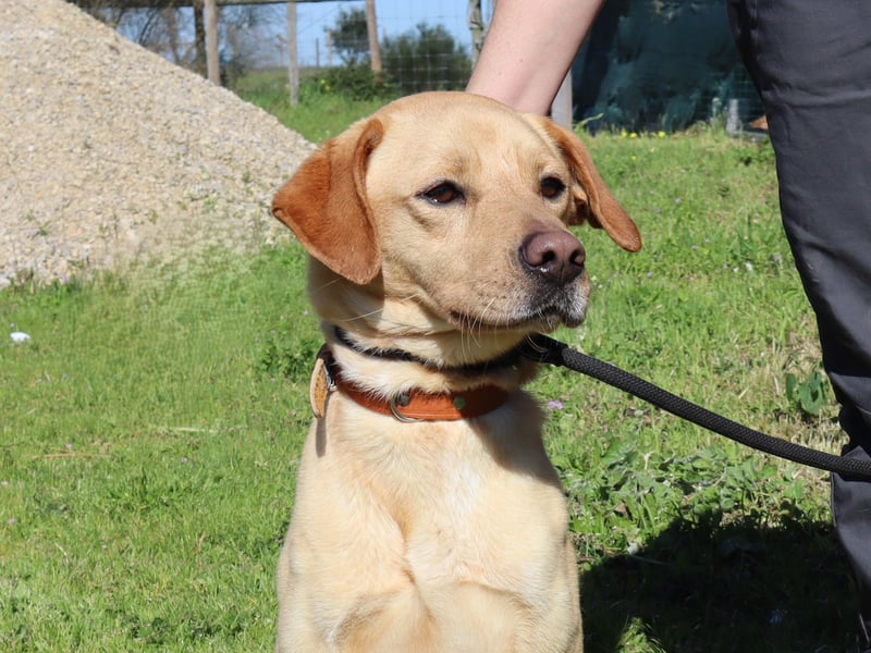 Ein wunderschöner Labrador ♦️ JUNGHUND KAMILO ♦️
